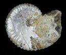 Discoscaphites Ammonite - South Dakota #22700-1